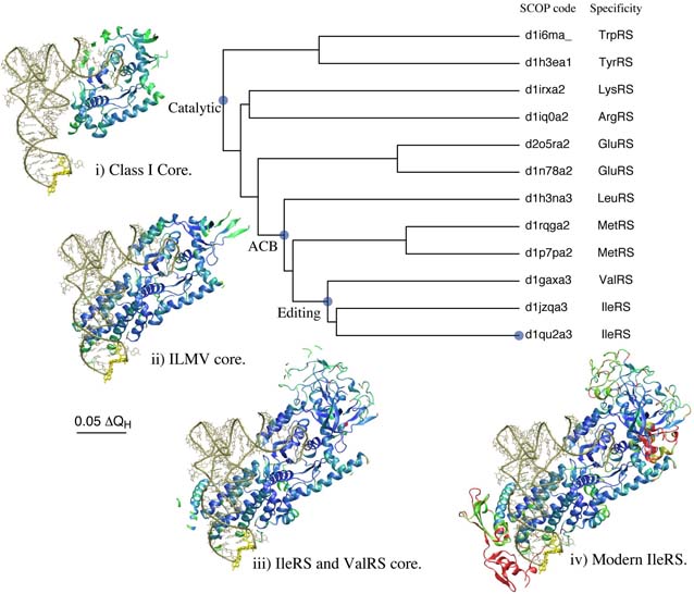 Evolution of Translation: Class-I Aminoacyl-tRNA Synthetases